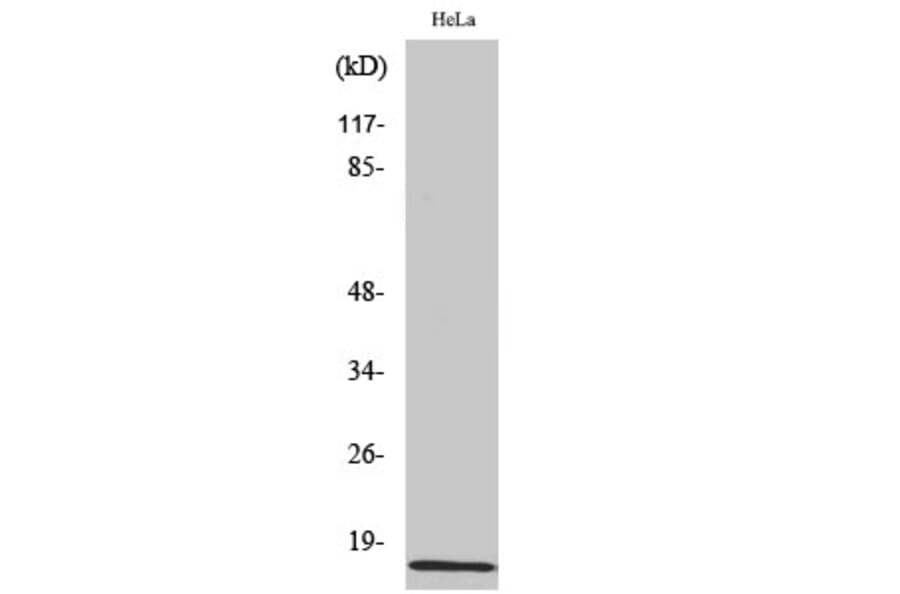 Western blot - Amylin Polyclonal Antibody from Signalway Antibody (40586) - Antibodies.com