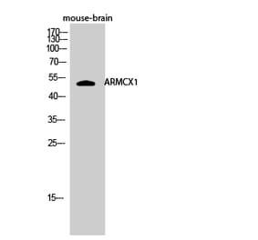 Western blot - ARMCX1 Polyclonal Antibody from Signalway Antibody (40612) - Antibodies.com