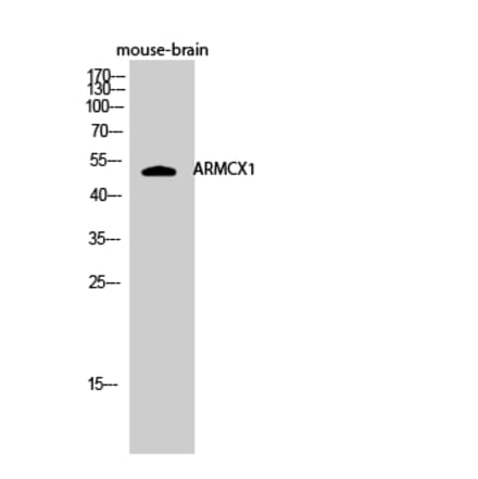 Western blot - ARMCX1 Polyclonal Antibody from Signalway Antibody (40612) - Antibodies.com