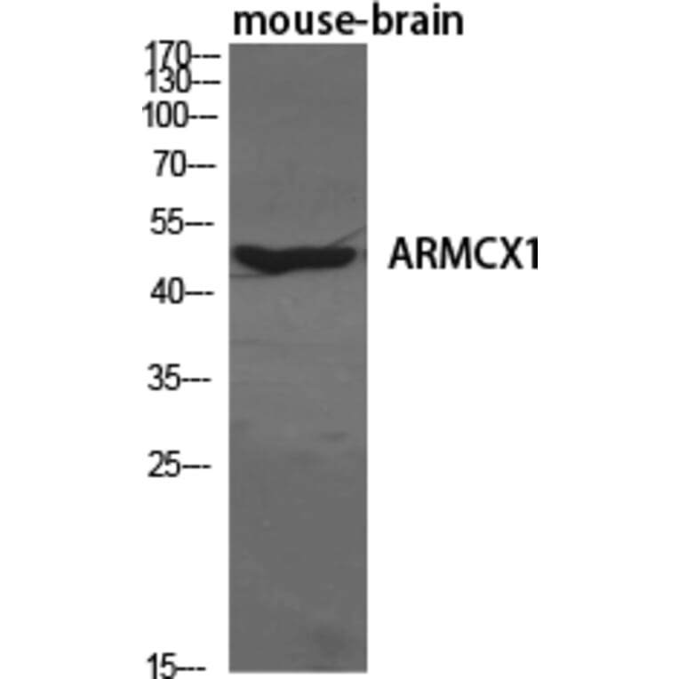 Western blot - ARMCX1 Polyclonal Antibody from Signalway Antibody (40612) - Antibodies.com
