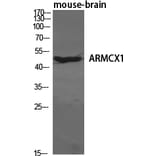 Western blot - ARMCX1 Polyclonal Antibody from Signalway Antibody (40612) - Antibodies.com
