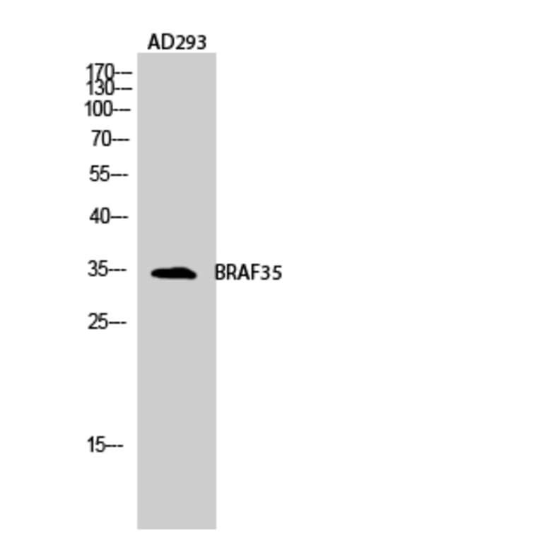 Western blot - BRAF35 Polyclonal Antibody from Signalway Antibody (40653) - Antibodies.com