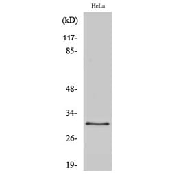 Western blot - CBP 35 Polyclonal Antibody from Signalway Antibody (40688) - Antibodies.com