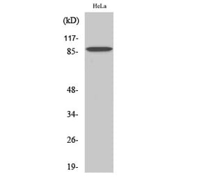 Western blot - C-TAK1 Polyclonal Antibody from Signalway Antibody (40793) - Antibodies.com