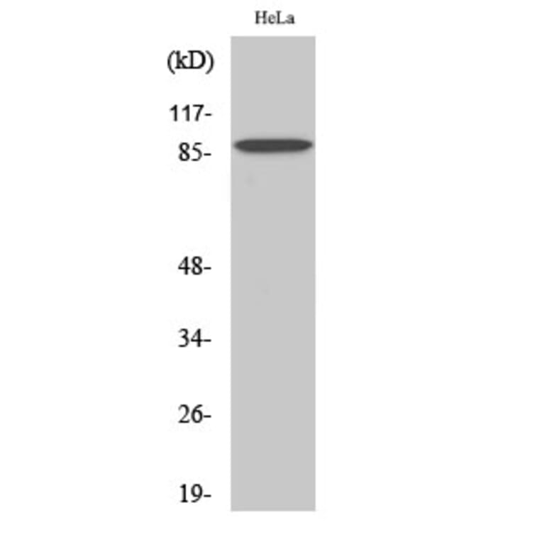 Western blot - C-TAK1 Polyclonal Antibody from Signalway Antibody (40793) - Antibodies.com