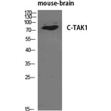 Western blot - C-TAK1 Polyclonal Antibody from Signalway Antibody (40793) - Antibodies.com