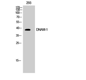 Western blot - DNAM-1 Polyclonal Antibody from Signalway Antibody (40846) - Antibodies.com
