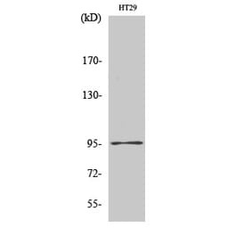 Western blot - Dnmt3b Polyclonal Antibody from Signalway Antibody (40848) - Antibodies.com