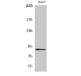 Western blot - Dyrk1A Polyclonal Antibody from Signalway Antibody (40858) - Antibodies.com