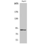 Western blot - Dyrk1A Polyclonal Antibody from Signalway Antibody (40858) - Antibodies.com