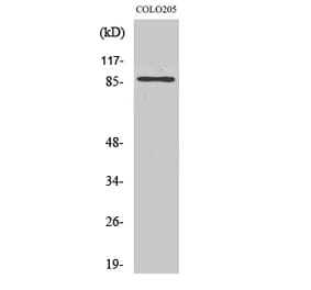 Western blot - FoxO3A Polyclonal Antibody from Signalway Antibody (40937) - Antibodies.com