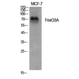 Western blot - FoxO3A Polyclonal Antibody from Signalway Antibody (40937) - Antibodies.com