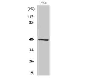 Western blot - GATA-4 Polyclonal Antibody from Signalway Antibody (40954) - Antibodies.com