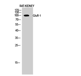 Western blot - GluR-1 Polyclonal Antibody from Signalway Antibody (40966) - Antibodies.com