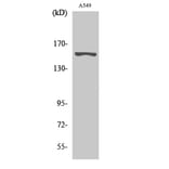 Western blot - GPR116 Polyclonal Antibody from Signalway Antibody (40972) - Antibodies.com