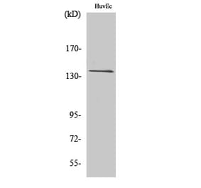 Western blot - GPR126 Polyclonal Antibody from Signalway Antibody (40975) - Antibodies.com