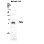 Western blot - Hox-C6 Polyclonal Antibody from Signalway Antibody (41032) - Antibodies.com