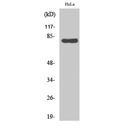 Western blot - HSP A5 Polyclonal Antibody from Signalway Antibody (41042) - Antibodies.com