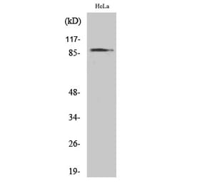 Western blot - HSP90A Polyclonal Antibody from Signalway Antibody (41047) - Antibodies.com