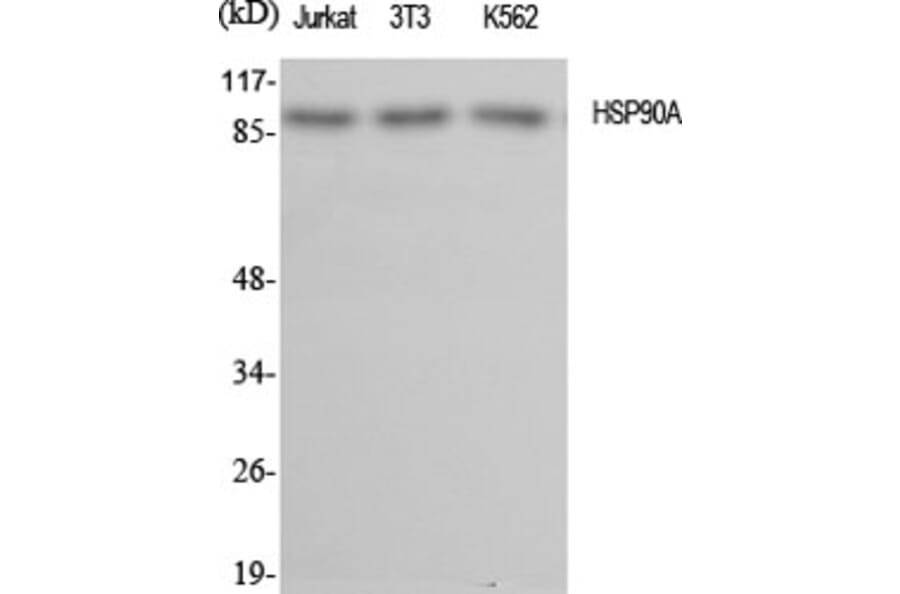 Western blot - HSP90A Polyclonal Antibody from Signalway Antibody (41047) - Antibodies.com