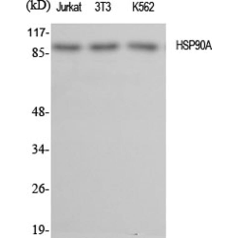 Western blot - HSP90A Polyclonal Antibody from Signalway Antibody (41047) - Antibodies.com