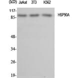 Western blot - HSP90A Polyclonal Antibody from Signalway Antibody (41047) - Antibodies.com