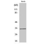 Western blot - Tra-2α Polyclonal Antibody from Signalway Antibody (41509) - Antibodies.com
