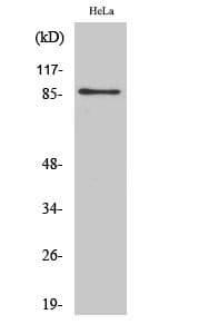 Western Blot analysis of HeLa cells using UTP14A Polyclonal Antibody
