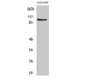 Western blot - AF-10 Polyclonal Antibody from Signalway Antibody (40557) - Antibodies.com
