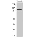 Western blot - AF-10 Polyclonal Antibody from Signalway Antibody (40557) - Antibodies.com