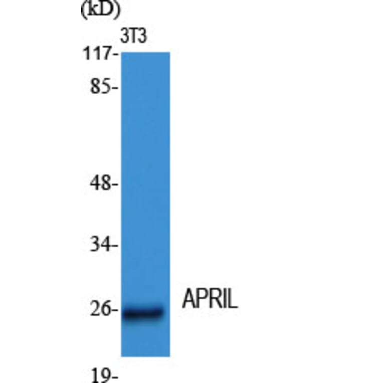 Western blot - APRIL Polyclonal Antibody from Signalway Antibody (40607) - Antibodies.com