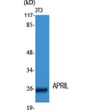 Western blot - APRIL Polyclonal Antibody from Signalway Antibody (40607) - Antibodies.com