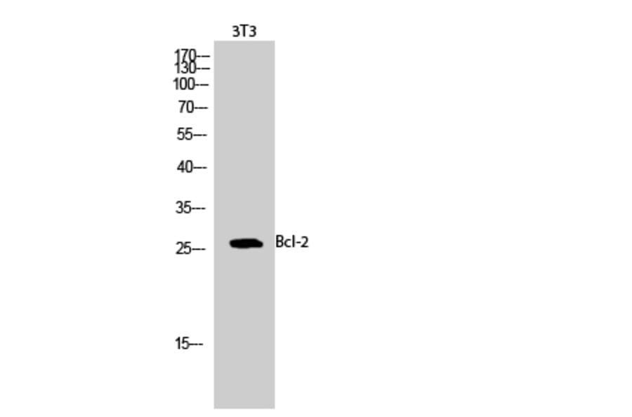 Western blot - Bcl-2 Polyclonal Antibody from Signalway Antibody (40639) - Antibodies.com
