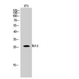 Western blot - Bcl-2 Polyclonal Antibody from Signalway Antibody (40639) - Antibodies.com