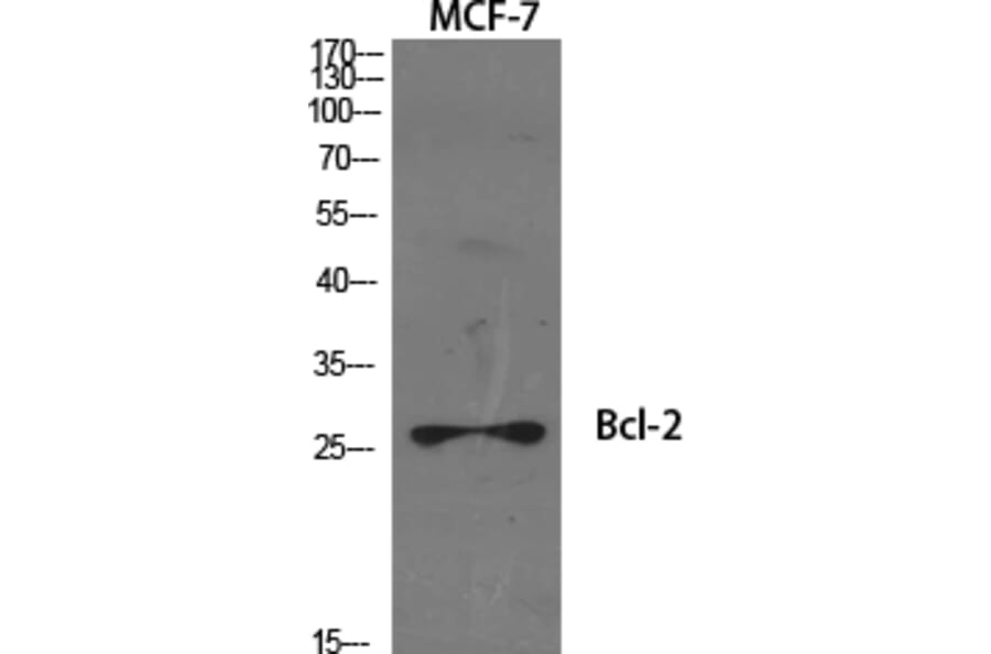 Western blot - Bcl-2 Polyclonal Antibody from Signalway Antibody (40639) - Antibodies.com