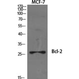 Western blot - Bcl-2 Polyclonal Antibody from Signalway Antibody (40639) - Antibodies.com