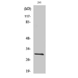 Western blot - Bcl-x Polyclonal Antibody from Signalway Antibody (40642) - Antibodies.com