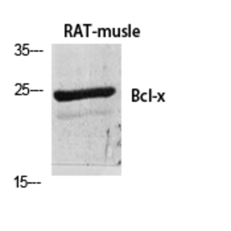 Western blot - Bcl-x Polyclonal Antibody from Signalway Antibody (40642) - Antibodies.com