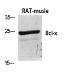 Western blot - Bcl-x Polyclonal Antibody from Signalway Antibody (40642) - Antibodies.com