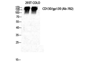 Western blot - CD130 Polyclonal Antibody from Signalway Antibody (40693) - Antibodies.com