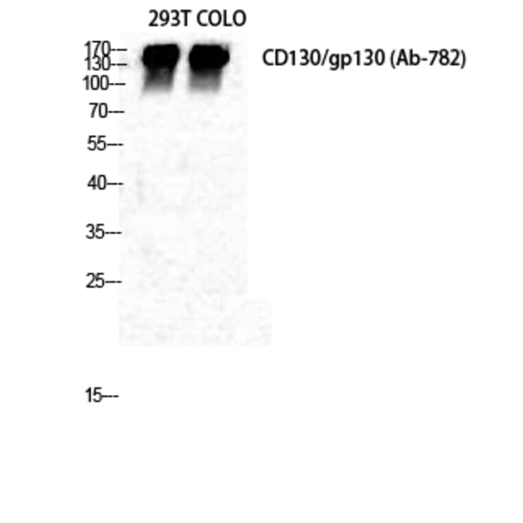 Western blot - CD130 Polyclonal Antibody from Signalway Antibody (40693) - Antibodies.com
