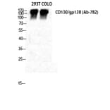 Western blot - CD130 Polyclonal Antibody from Signalway Antibody (40693) - Antibodies.com