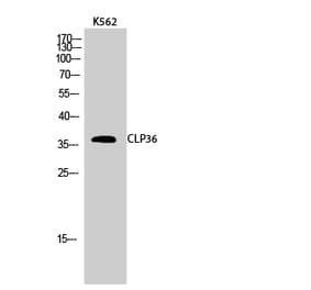 Western blot - CLP36 Polyclonal Antibody from Signalway Antibody (40761) - Antibodies.com