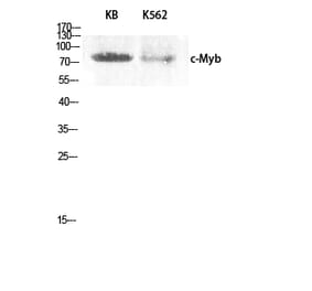 Western blot - c-Myb Polyclonal Antibody from Signalway Antibody (40763) - Antibodies.com