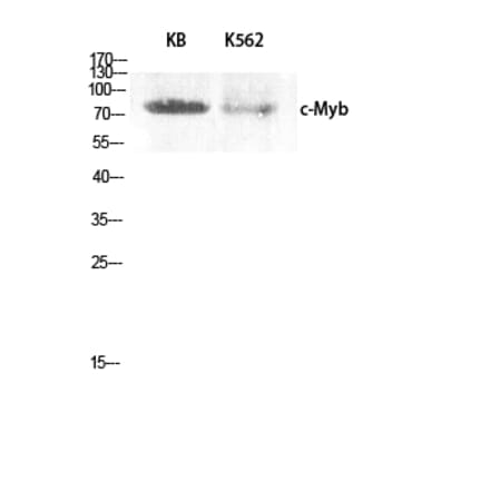 Western blot - c-Myb Polyclonal Antibody from Signalway Antibody (40763) - Antibodies.com