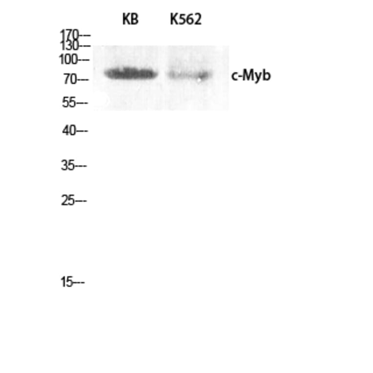 Western blot - c-Myb Polyclonal Antibody from Signalway Antibody (40763) - Antibodies.com