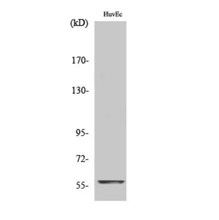 Western blot - c-Myc Polyclonal Antibody from Signalway Antibody (40765) - Antibodies.com