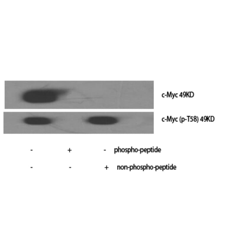 Western blot - c-Myc Polyclonal Antibody from Signalway Antibody (40765) - Antibodies.com