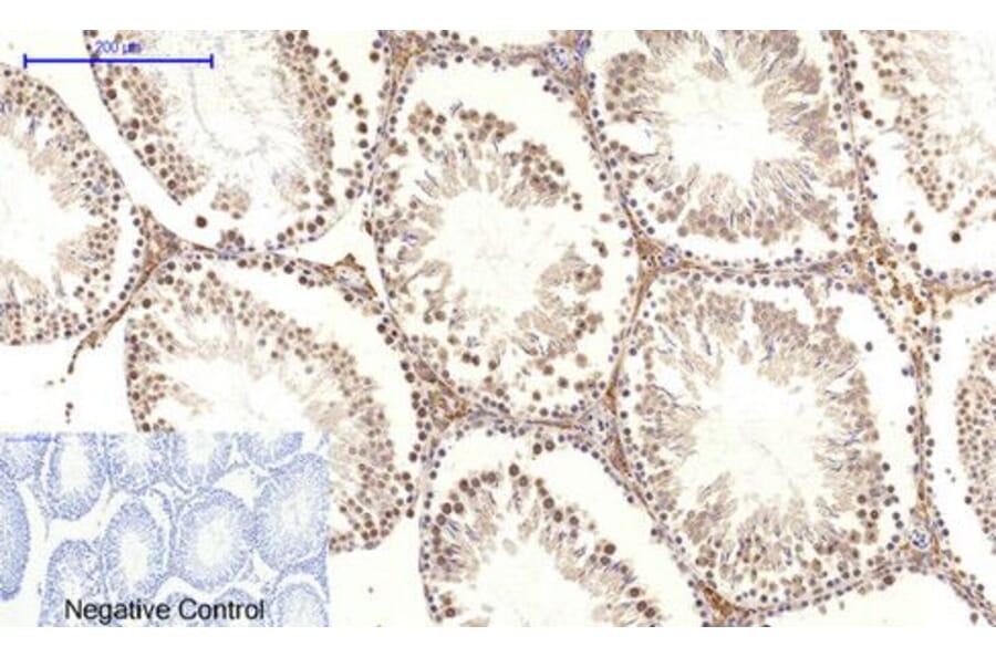 Immunohistochemistry - c-Myc Polyclonal Antibody from Signalway Antibody (40765) - Antibodies.com