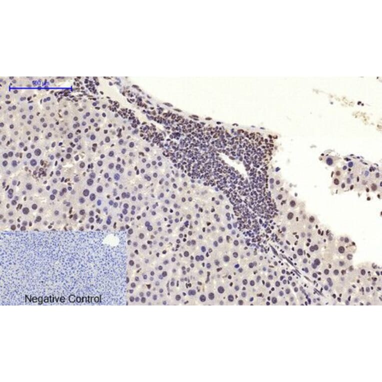 Immunohistochemistry - c-Myc Polyclonal Antibody from Signalway Antibody (40765) - Antibodies.com